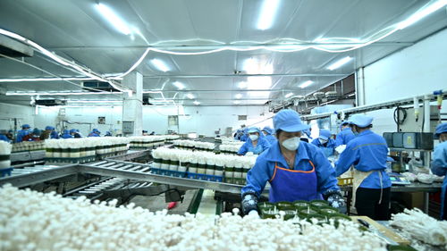 走進(jìn)大灣區(qū) 菜籃子 生產(chǎn)基地 粵北首家工廠(chǎng)化栽培的食用菌企業(yè)